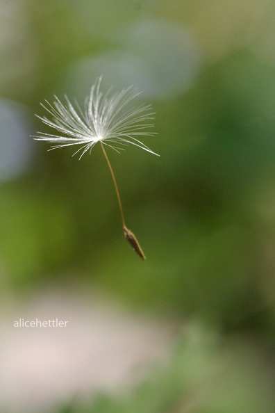 Pusteblumen-Flug